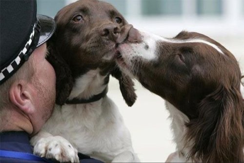 doggie kisses