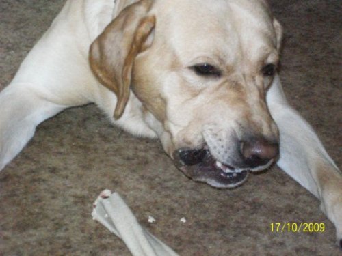 brody with his busy bone 1