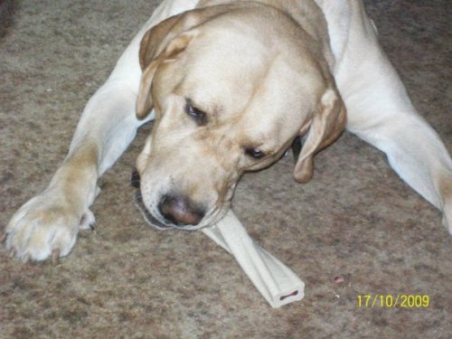 brody with his busy bone